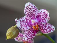 Phalaenopsis violett gesprenkelt